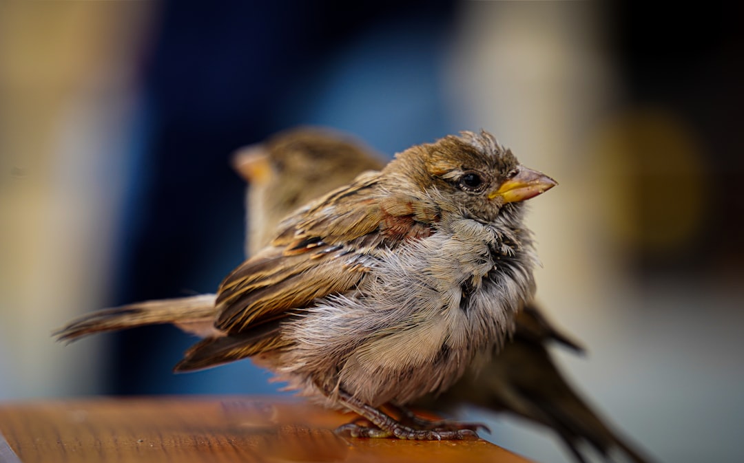 Close up of two small birds sitting on the edge of a table, with a shallow depth of field and some motion blur. Soft light and a blurred background, with a shallow focus and natural lighting. Taken at f/2.8, with a 50mm lens on a Nikon D760, in the style of Fujifilm. A closeup of a sparrow and finch perched together. –ar 128:79