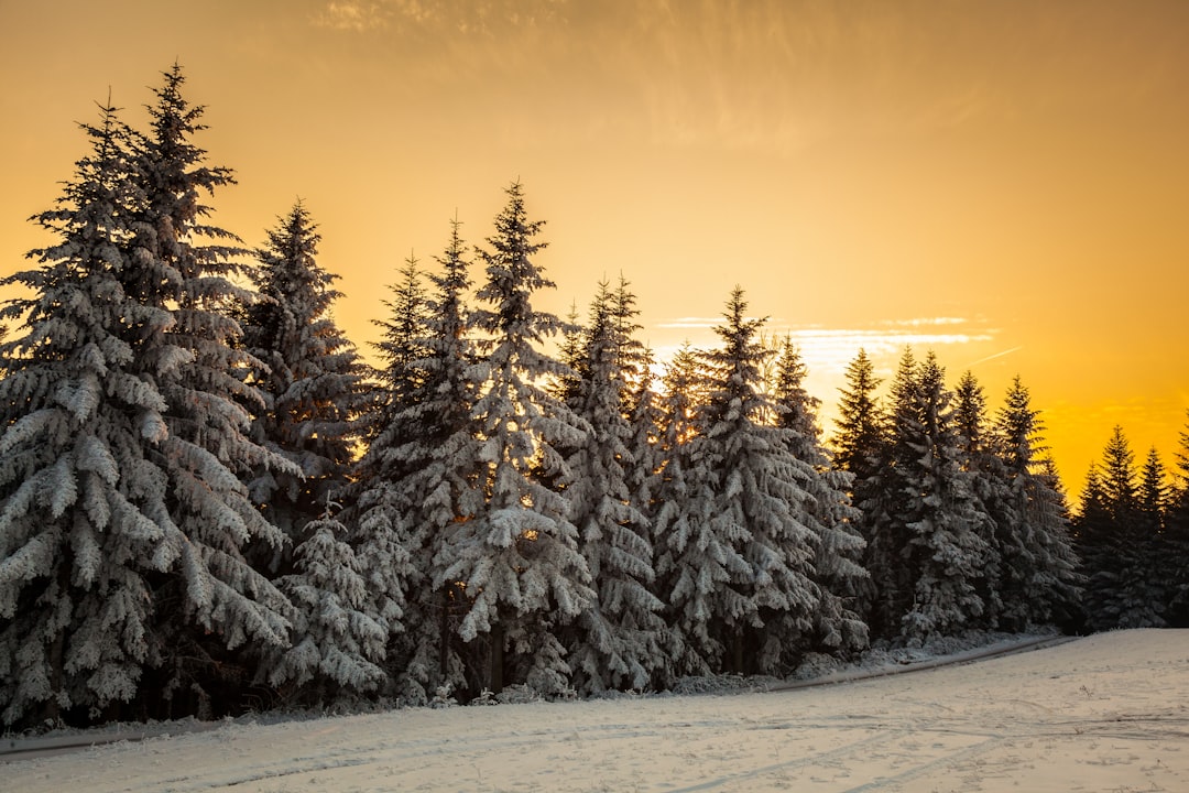 Sunset over snowy pine trees in the Carpathian Mountains, Hungarian nature photography, low angle shot, golden hour lighting, wide angle lens, high resolution camera, landscape photography, forest covered with snow, orange sky, tall pines, cold atmosphere, snow covered ground, serene and peaceful environment. –ar 128:85