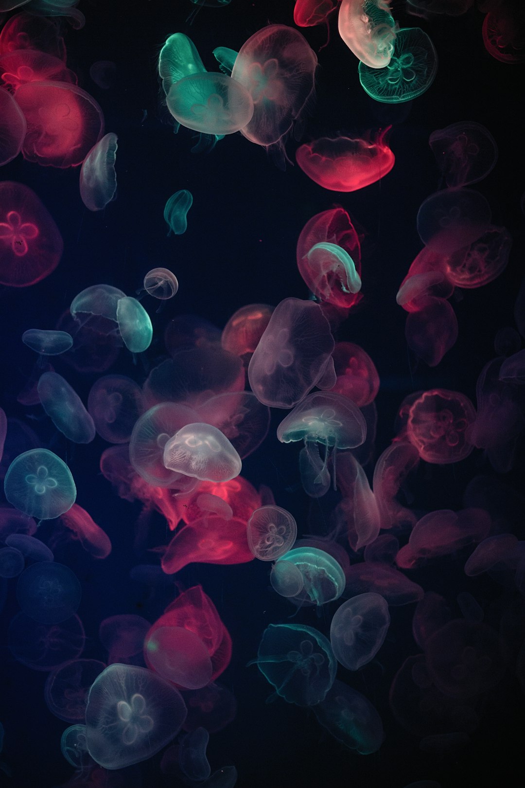 Jellyfish of different colors in the dark sea, glowing and floating around each other, minimalistic, simple, beautiful, cinematic, wallpaper, phone background, hyper realistic, photography, shot in the style of Canon eos r50. –ar 85:128