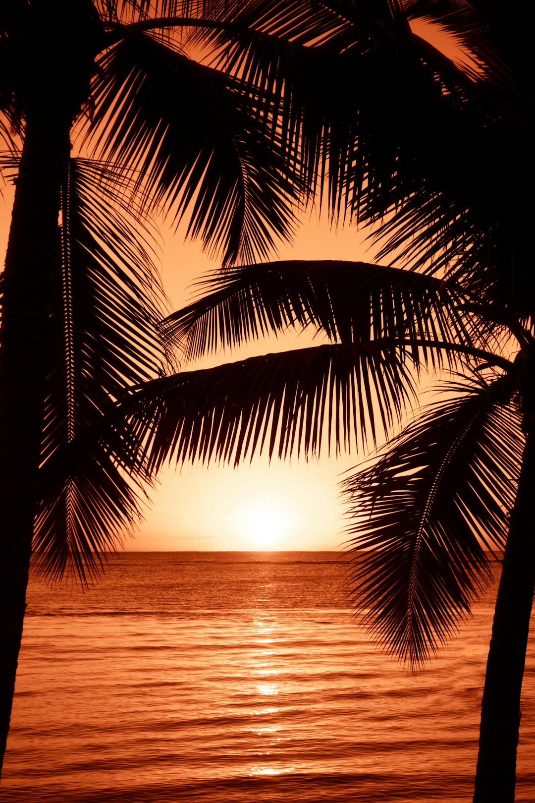 A silhouette of palm trees against the backdrop of an orange sunset over the ocean, capturing the beauty and tranquility of Hawaii’s beaches. A tropical beach scene with palm leaves, a sunset, an orange sky, and golden light reflecting on the water creates a serene and peaceful atmosphere. –ar 85:128