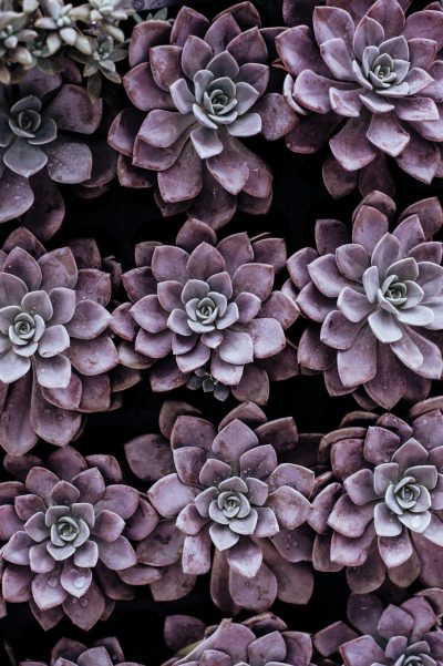 A top down photograph of dark purple succulents, capturing the intricate patterns and textures on each flower. The image is shot with Canon EOS R5 mirrorless camera using an RF 80mm F2 lens for sharp focus and natural colour tones. --ar 85:128