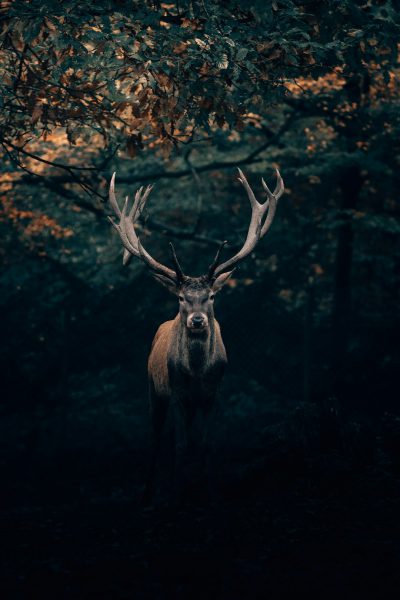 A majestic deer with impressive antlers standing in the dark forest, looking at camera, autumnal colors, cinematic photography, low angle shot, centered composition, rule of thirds, dark moody lighting, bokeh --ar 85:128