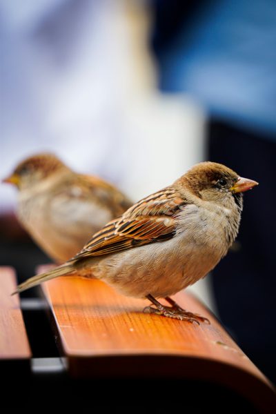 Close up photo of two sparrows on the bench, blurred people in the background, summer day, shallow depth of focus, shot with a Canon EF 50mm f/2 lens. --ar 85:128