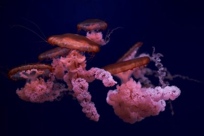 pink jellyfish group in dark blue water, underwater photography, in the style of national geographic photography style --ar 128:85