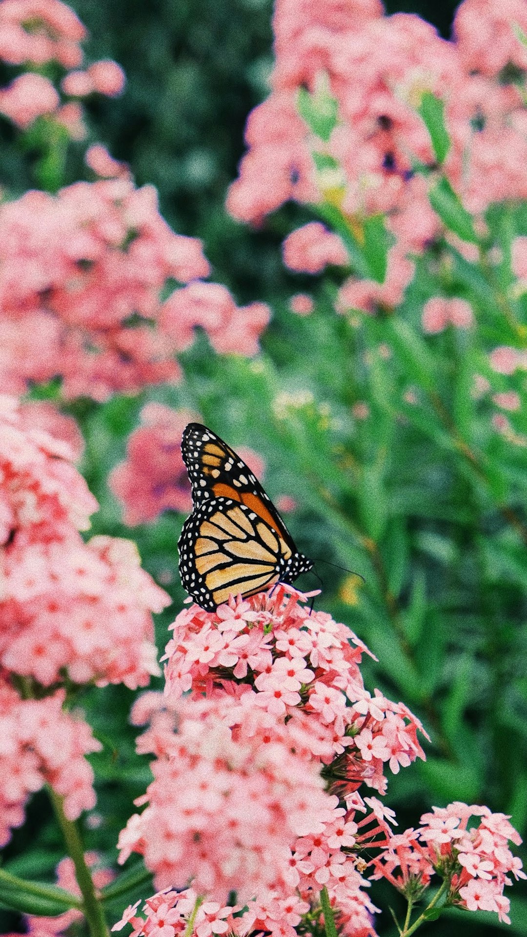 A photograph of a Monarch butterfly on pink flowers, taken with Kodak Portra film in the style of raw. –ar 9:16