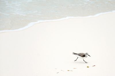 Minimalist photograph of a small bird walking on a white sand beach, with waves in the background, and some scattered pieces of food. The photograph is in the style of a minimalist artist. --ar 32:21