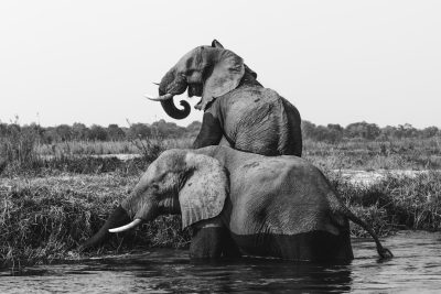 A black and white photo of an elephant standing on its back legs, lifting another elephant's head out of the water with its trunk on a river bank, with an African savannah background of grassy plains, in the style of Nikon Z7 II. --ar 128:85