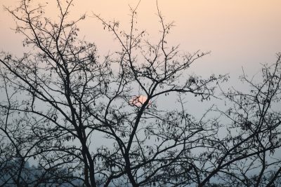 A photo of the silhouette of tree branches against a pale sky at dusk, with one small sun in the background, minimalistic, soft lighting, nature photography, natural colors, muted tones, low contrast, clean sharp focus, in the style of Fujifilm Superia. --ar 128:85