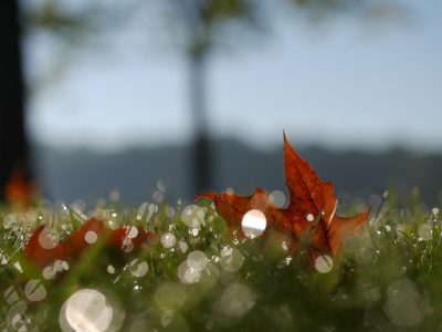 A closeup of an autumn leaf on dew covered grass, with blurred trees and mountains in the background. The focus is sharp on the maple leaf, which reflects light and adds contrast to the scene. In the foreground, there is a small patch of water droplets that catch sunlight and create sparkling reflections. This shot captures the beauty of nature during fall, emphasizing the simplicity yet intricate details found within it in the style of a Japanese woodblock print. --ar 4:3