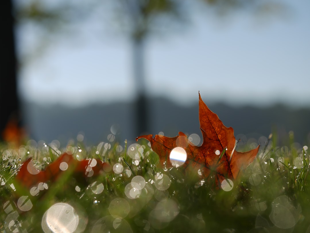 A closeup of an autumn leaf on dew covered grass, with blurred trees and mountains in the background. The focus is sharp on the maple leaf, which reflects light and adds contrast to the scene. In the foreground, there is a small patch of water droplets that catch sunlight and create sparkling reflections. This shot captures the beauty of nature during fall, emphasizing the simplicity yet intricate details found within it in the style of a Japanese woodblock print. –ar 4:3