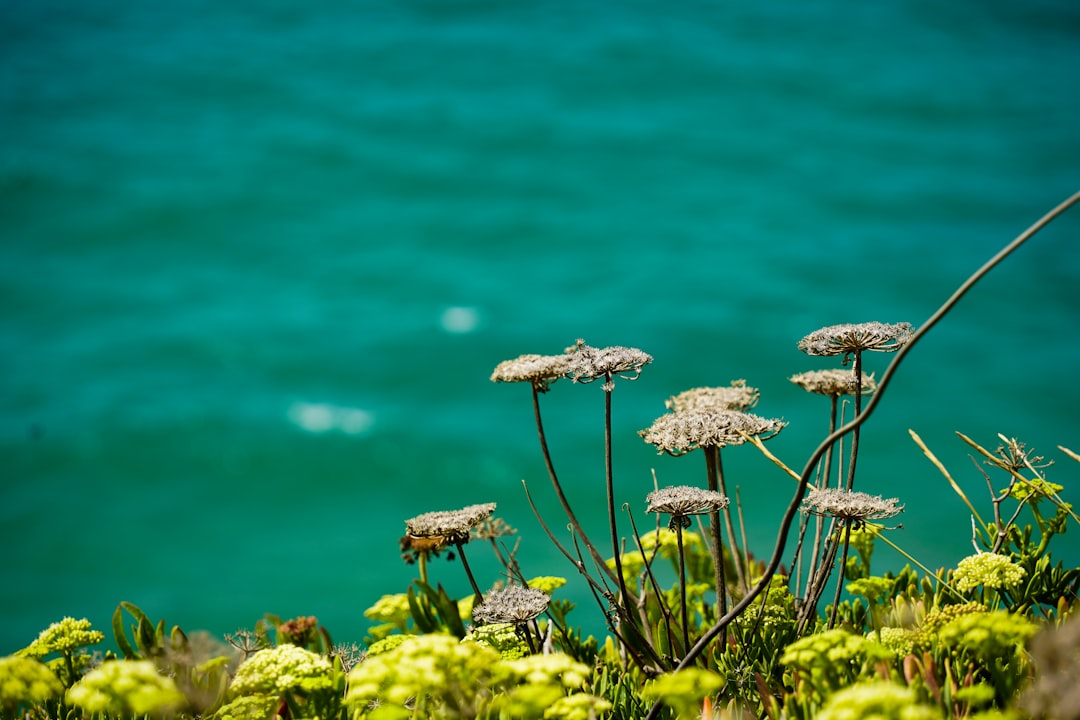 Photo of Wild Carrot flowers on the edge of the turquoise sea, taken in the style of Sony Alpha A7 III. –ar 128:85