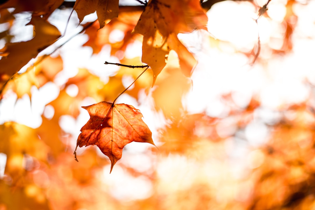 Autumnal orange and red maple leaves hanging from a tree branch with a blurred background of sunlight filtering through leaves. A closeup shot with shallow depth of field, creating an ethereal atmosphere. High resolution photography with natural light in the style of fine art. –ar 128:85