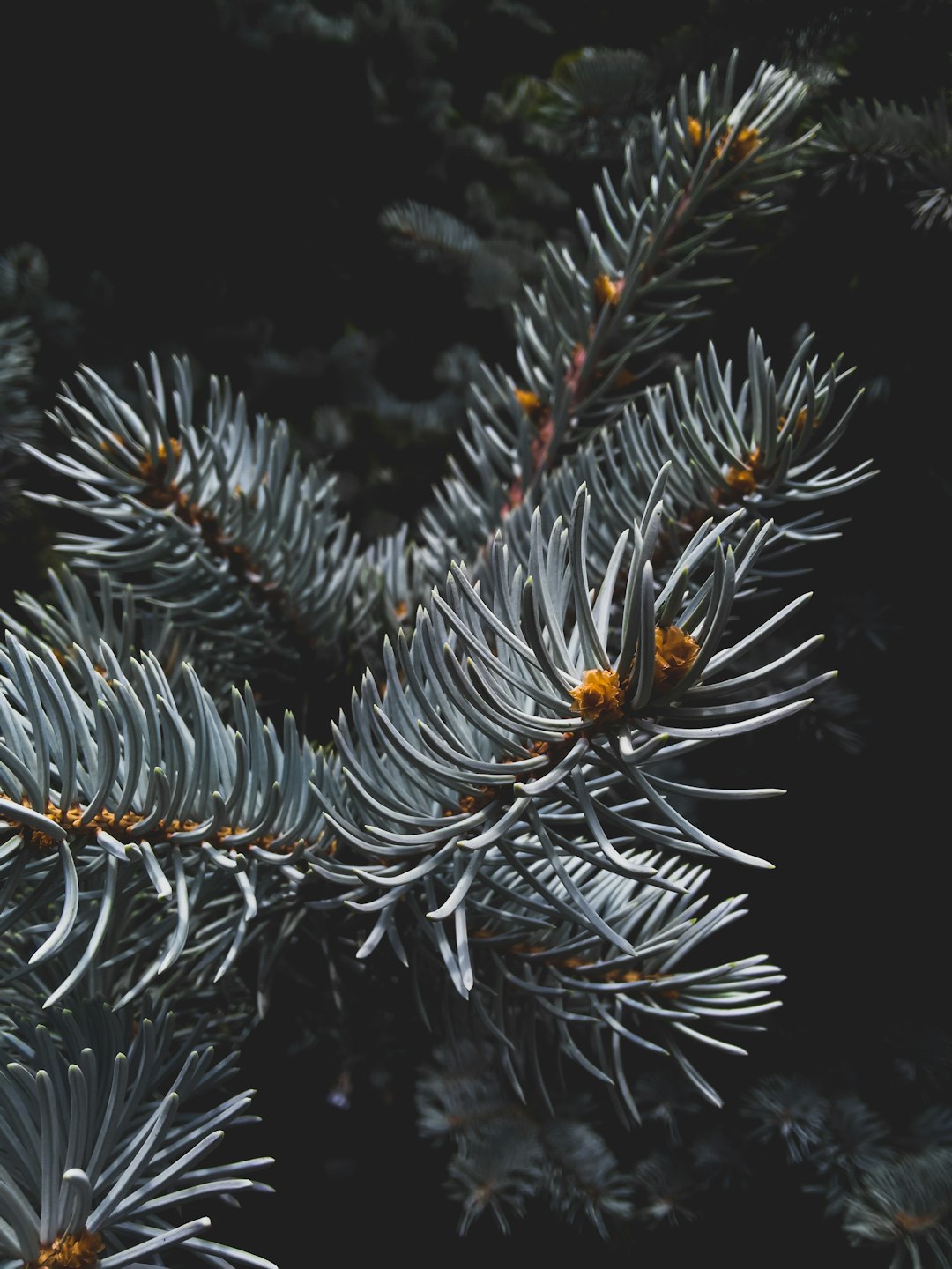 Close up of a blue spruce tree against a dark background, in the style of unsplash photography. –ar 3:4