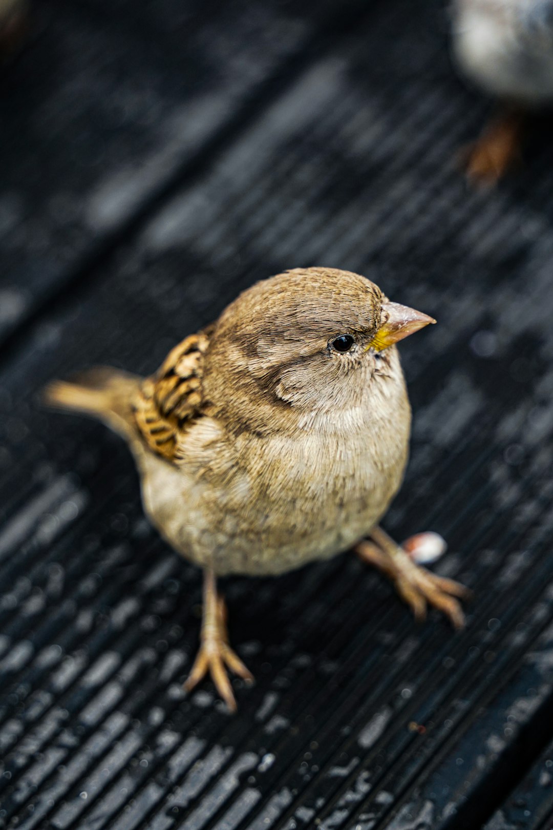 A photograph of an old, fat, and dirty house sparrow with its head tilted to the side standing on a black wood deck in summer, taken from above in a macro shot in the style of National Geographic. –ar 85:128