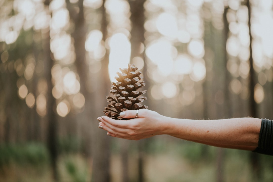 A closeup of an open hand holding pine cones, with the background showing tall trees and sunlight filtering through them. The focus is on the delicate texture of each cone as it is held in front of the camera. In the style of nature photography, the scene captures the essence of tranquility and connection to the environment. –ar 128:85