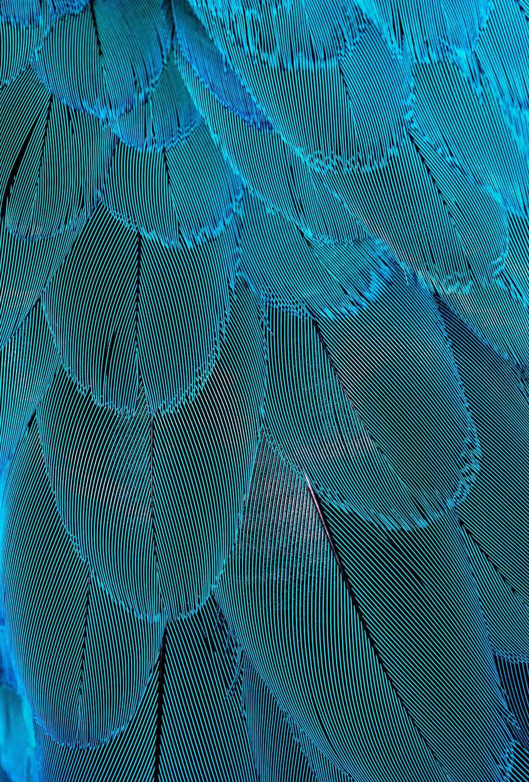 A closeup of the intricate patterns on turquoise blue bird feathers, showcasing their delicate beauty and texture. With full depth of field in focus, shot on Kodak portra 800 film with added grain, in the style of Leica, it is ultra realistic and hyper detailed. –ar 43:64