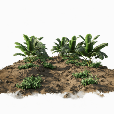 3D rendering of small tropical banana trees on the ground with dirt and sand, white background, studio lighting, high resolution photography, insanely detailed, fine details, isolated object, hyper realistic, isolated white background, stock photo. The rendering was done in the style of hyper realistic photography with fine details and an isolated white background.