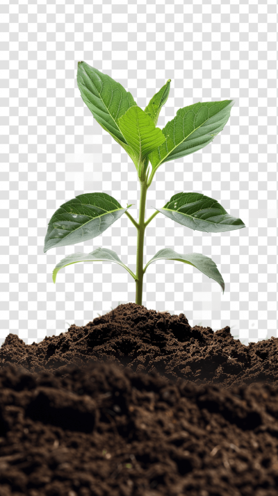 A green sprout growing from soil, in the style of png clipart with a transparent background.