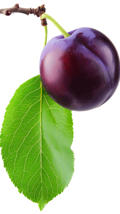 One fresh dark purple plum with a green leaf isolated on a white background, in the clipart style, png, high resolution, high definition.