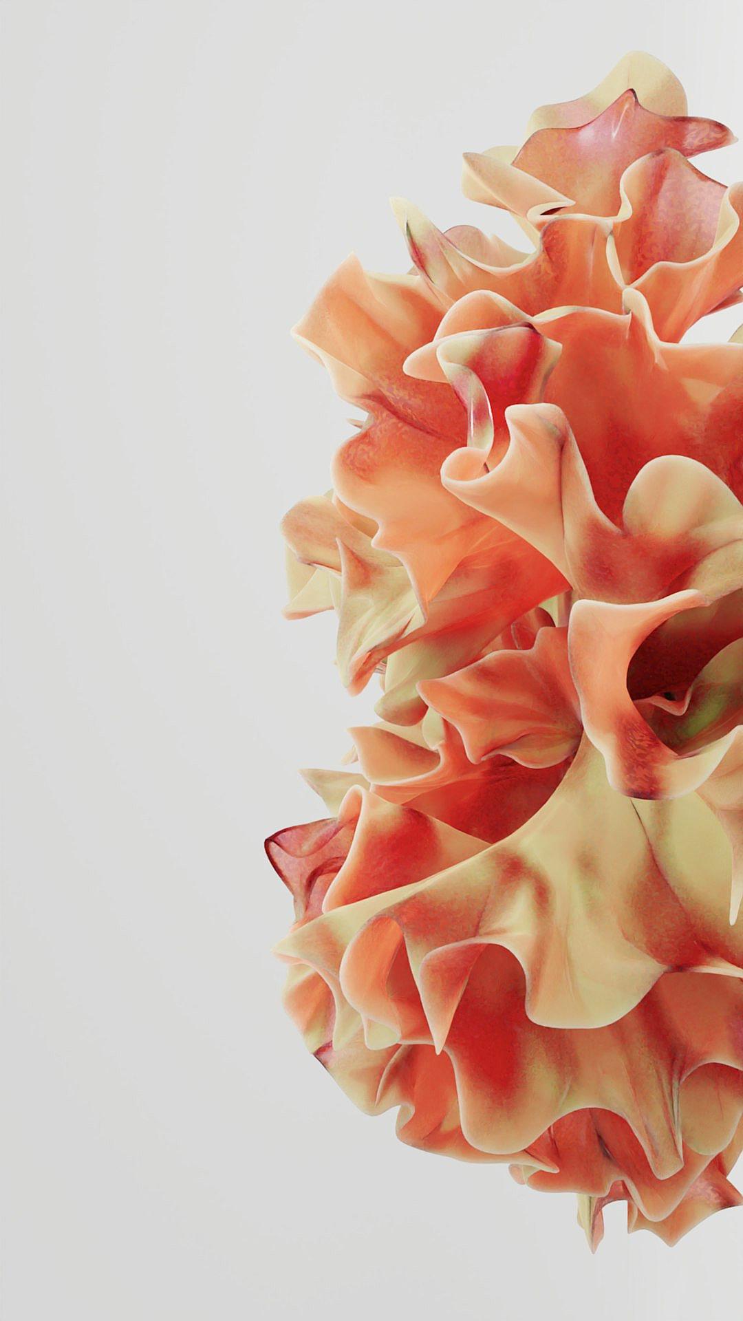 Abstract shapes of coral and peach, in the shape of ruffles, on a white background, in the style of hyper realistic, in the style of photorealistic.