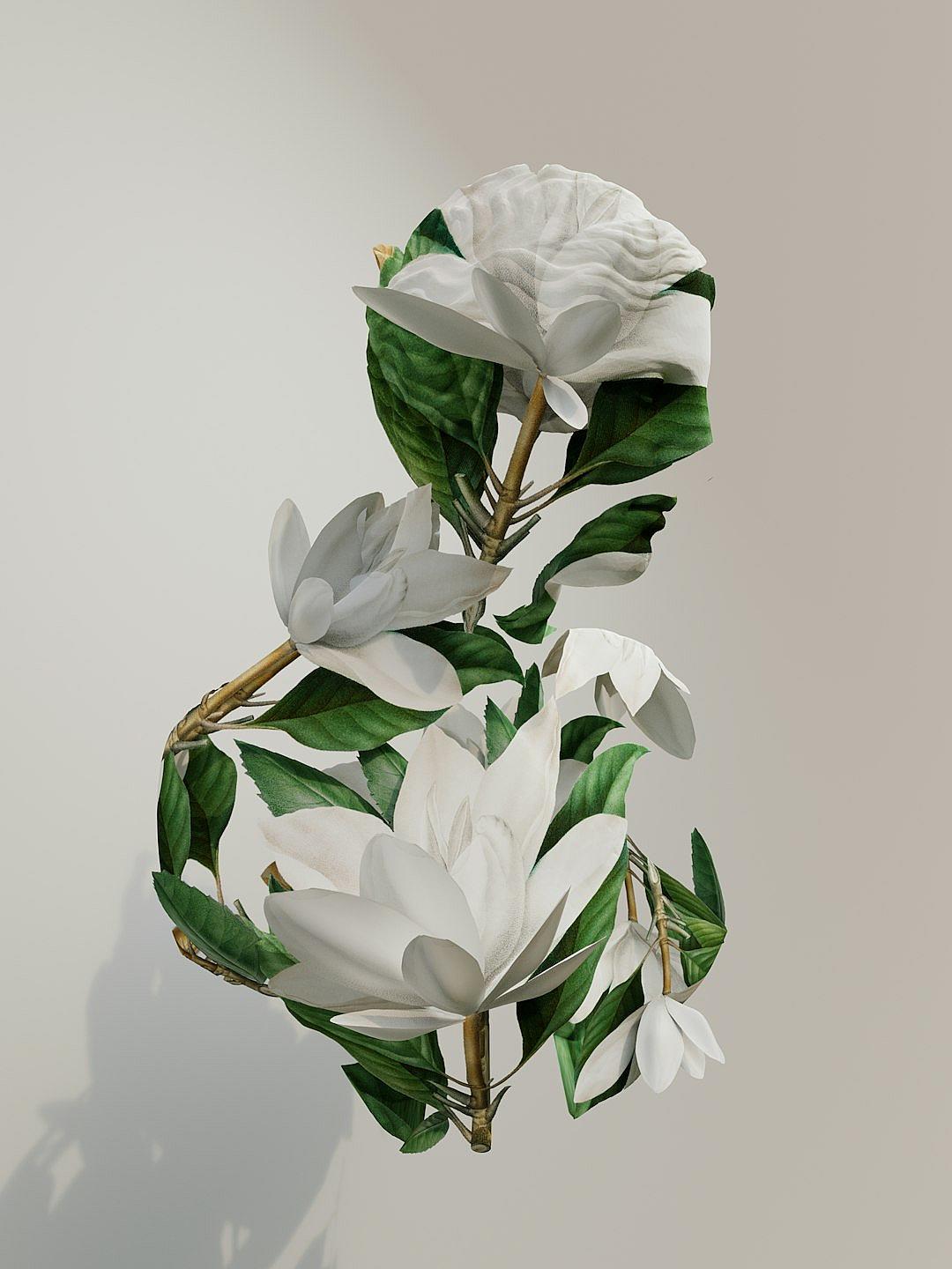 A white gardenia flower with green leaves is wrapped around the stem, with three large flowers and two small ones on one branch. The background color of light gray has an artistic style of high-definition photography, and a 3D model hanging from above. It was rendered in C4d using Octane Render. This artwork presents a blooming magnolia, with soft lighting that highlights its delicate texture. In a frontal perspective, it showcases its full body, showcasing the entire posture of each petal in the style of high-definition photography.