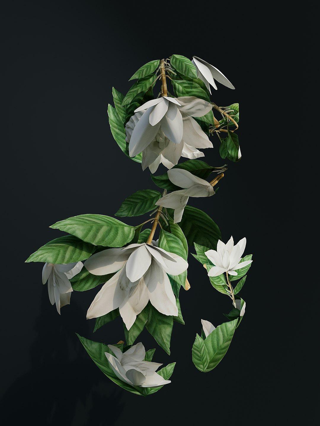 White magnolia flowers and green leaves in the shape of an abstract woman’s body on a black background, hyper realistic photographic style.