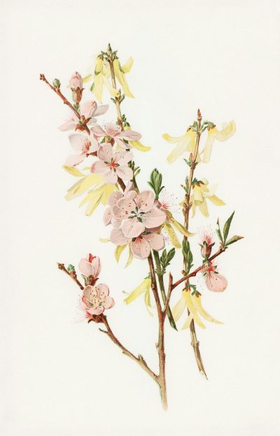 vintage watercolor illustration of forsythia and peach blossoms, white background, muted pastel color palette