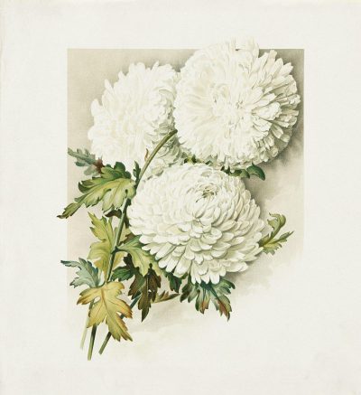 Vintage watercolor illustration of white chrysanthemums, delicate floral composition, on light background, antique style, muted colors, by N.C Wyeth and [John James Audubon](https://goo.gl/search?artist%20John%20James%20Audubon)