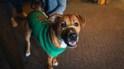 A dog wearing an ugly sweater, standing on the floor of a hotel lobby smiling at the camera, with green tape over its eyes and mouth, shot from above, the photo taken in the style of Sony Alpha A7 IV high-end full-frame DSLR.