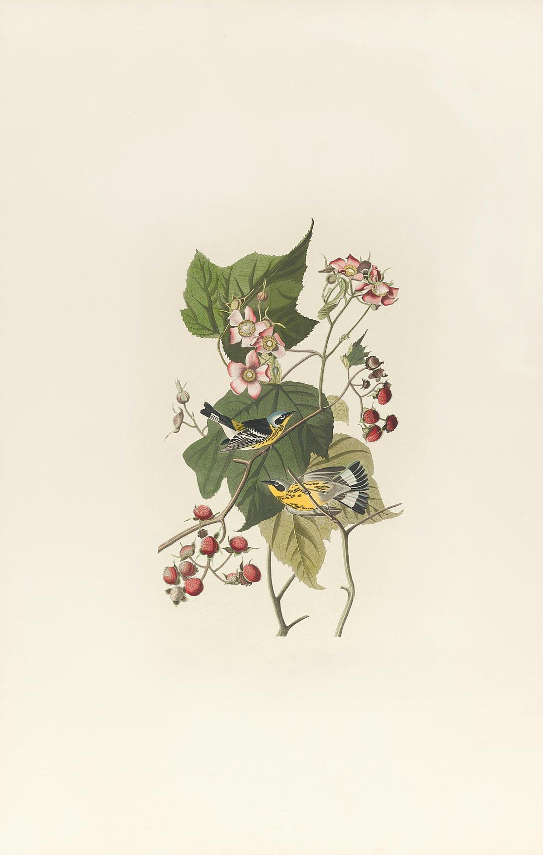 A vintage print of the black and yellow warbler in the style of [John James Audubon](https://goo.gl/search?artist%20John%20James%20Audubon) on a white background, with small flowers and berries around it. The design is simple and minimalistic with symmetrical elements.