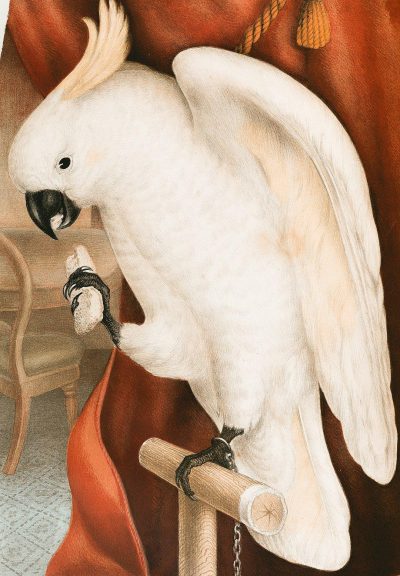 A white cockatoo perched on the edge of an antique wooden chair, holding onto its beak with one wing and resting it against his face. In front of him is a red cloth hanging from chains. The background features a richly colored illustration in the style of [John James Audubon](https://goo.gl/search?artist%20John%20James%20Audubon). With detailed character design, white and dark amber colors, elegant brushstrokes, closeup intensity, and classical motifs, the illustration is in the style of fine art illustrations.