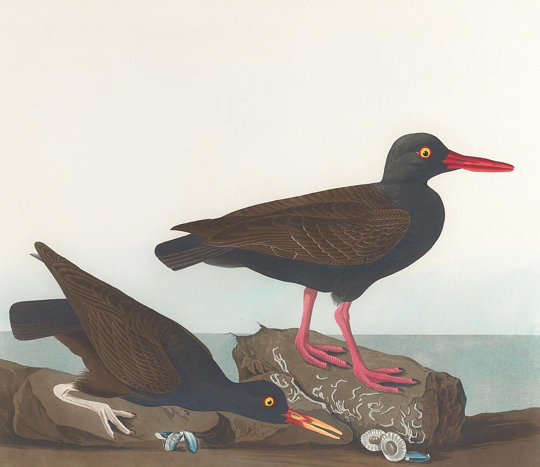 A dark brown bird with red legs, eating plastic on the beach in the style of [John James Audubon](https://goo.gl/search?artist%20John%20James%20Audubon), on a white background.