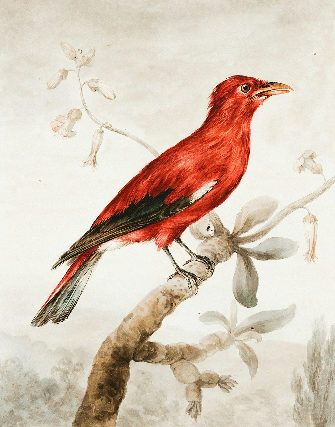 A watercolor painting of an isolated red bird sitting on a branch, in the style of [John James Audubon](https://goo.gl/search?artist%20John%20James%20Audubon), detailed and intricate with soft lighting and a neutral background.