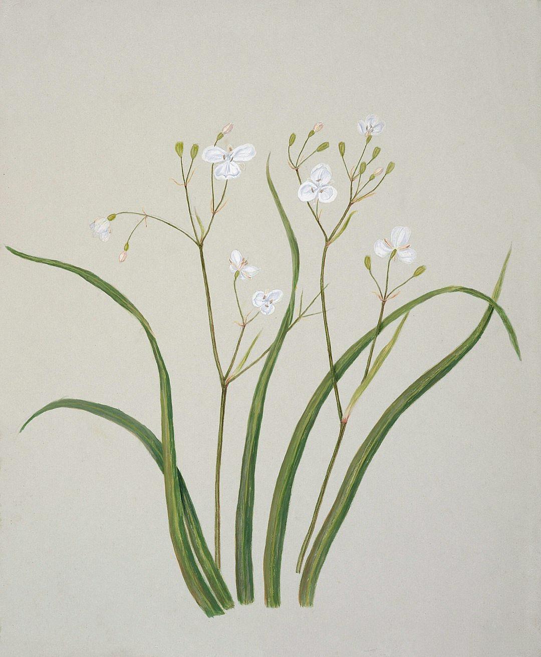 A drawing of white spring grasses with small flowers, on a light background, in the style of William Morrisson.