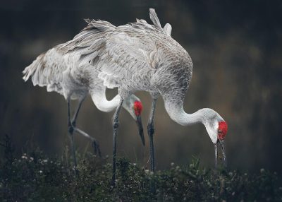 A pair of gray cranes with red heads and long necks eating fish on the grassland in China. The motion capture and superb photography work showcase the National Geographic award-winning photos. A telephoto lens captures the graceful movements, elegant feathers, and delicate textures in natural light, creating high-definition images. The style captures the elegance of the cranes in the grassland in the style of National Geographic award-winning photography.