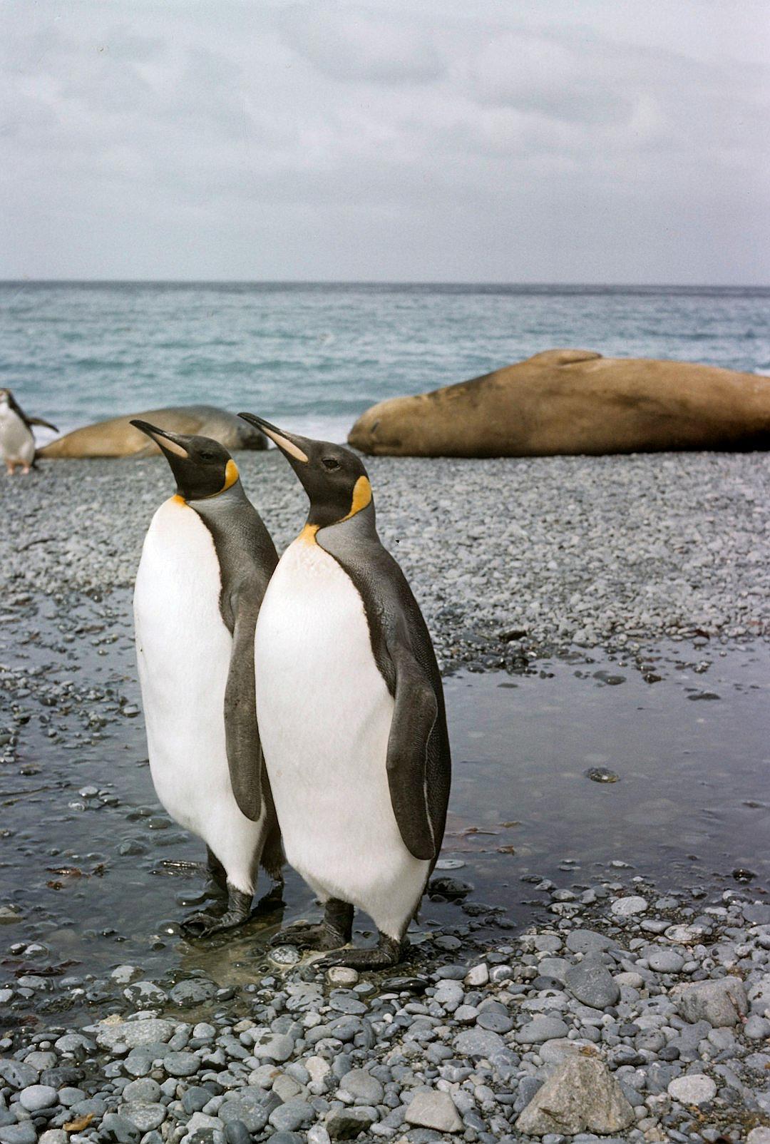 Penguins standing on the beach, photographed in the style of [Stephen Shore](https://goo.gl/search?artist%20Stephen%20Shore) and from the collection of animals by David Boltz, hyper realistic photography with natural lighting and film grain, kodak portra.