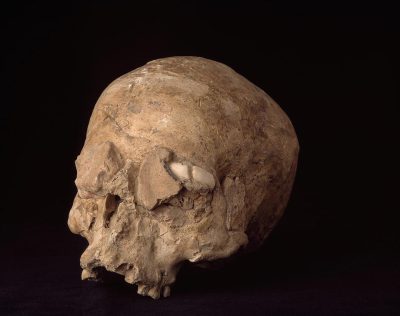 A photograph of an ancient human skull with a small piece cut off against a black background, in the style of an archeological finding. The skull is depicted in a realistic style with a small section removed, as if a piece had been cut away, set against a plain black background with no other elements.