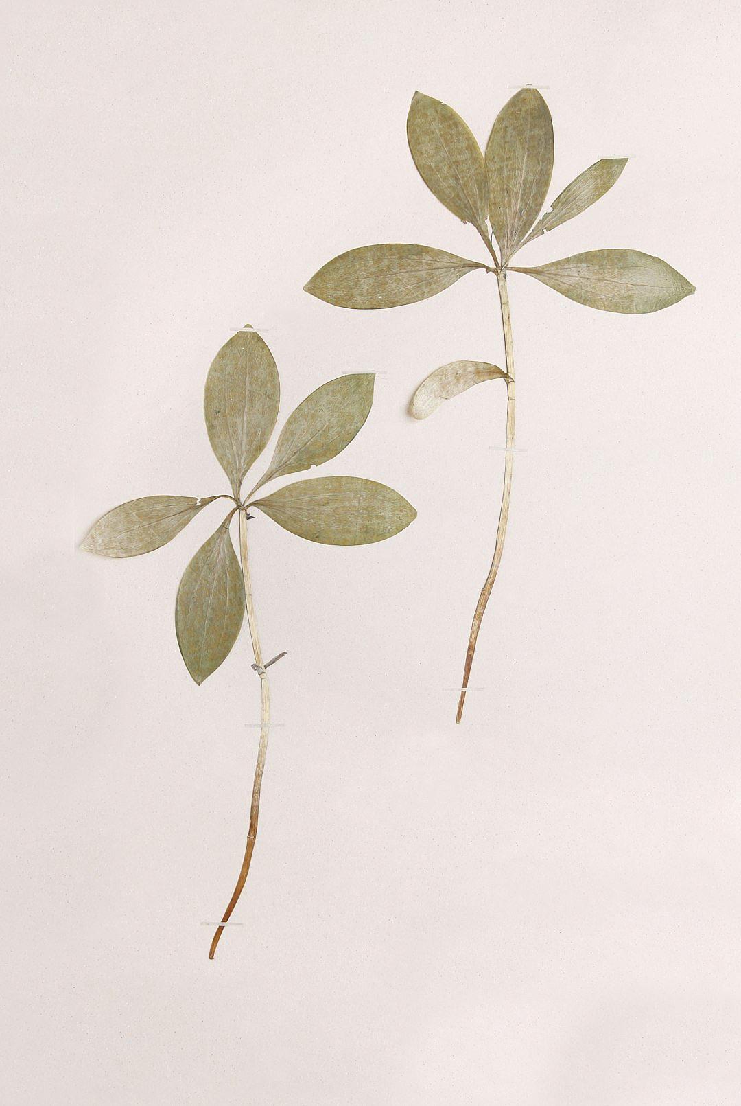 Two pressed leaves, one with a long straight stem and the other with a short curved stem bearing a large green leaf, on a pastel beige background in the style of minimalist art with a simple illustration style.