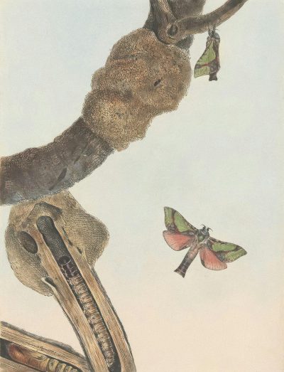 A vintage illustration of an exoskeleton on a branch with a moth, in the style of [John James Audubon](https://goo.gl/search?artist%20John%20James%20Audubon), with muted pastel colors.