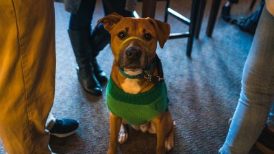 A brown mixed-breed dog wearing a green sweater sitting on the floor at an event in B enjoying coffee with other people in a wide shot, taken with a Sony Alpha A7 III camera and a 35mm f/20 lens in the style of no particular artist.