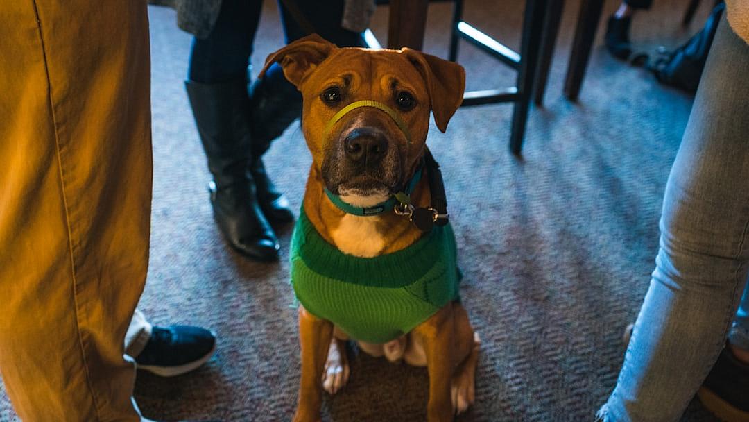 A brown mixed-breed dog wearing a green sweater sitting on the floor at an event in B enjoying coffee with other people in a wide shot, taken with a Sony Alpha A7 III camera and a 35mm f/20 lens in the style of no particular artist.