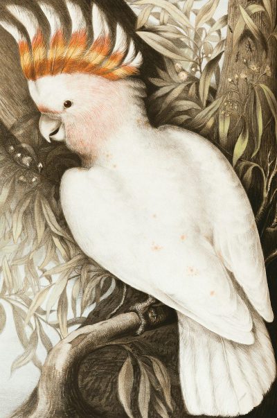 A white cockatoo with an orange mohawk, sitting on the branch of a eucalyptus tree, detailed illustration in the style of William Morrisson and [James Jean](https://goo.gl/search?artist%20James%20Jean).