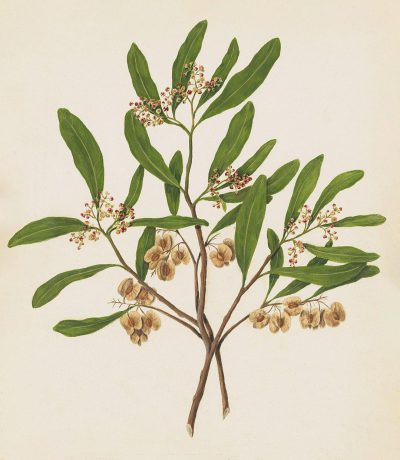 A vintage botanical illustration of the tree calamba with leaves and flowers, also known as sandalwood plant or sandrawaya in its natural state. The picture is set against an off-white background. In one part there's green foliage on top of small brown seeds that look like chestnuts hanging from it. There are two branches connected to each other at their roots, with some small red buds and white blossoms around them. It has three straight thick trunks with a long round crown shape.