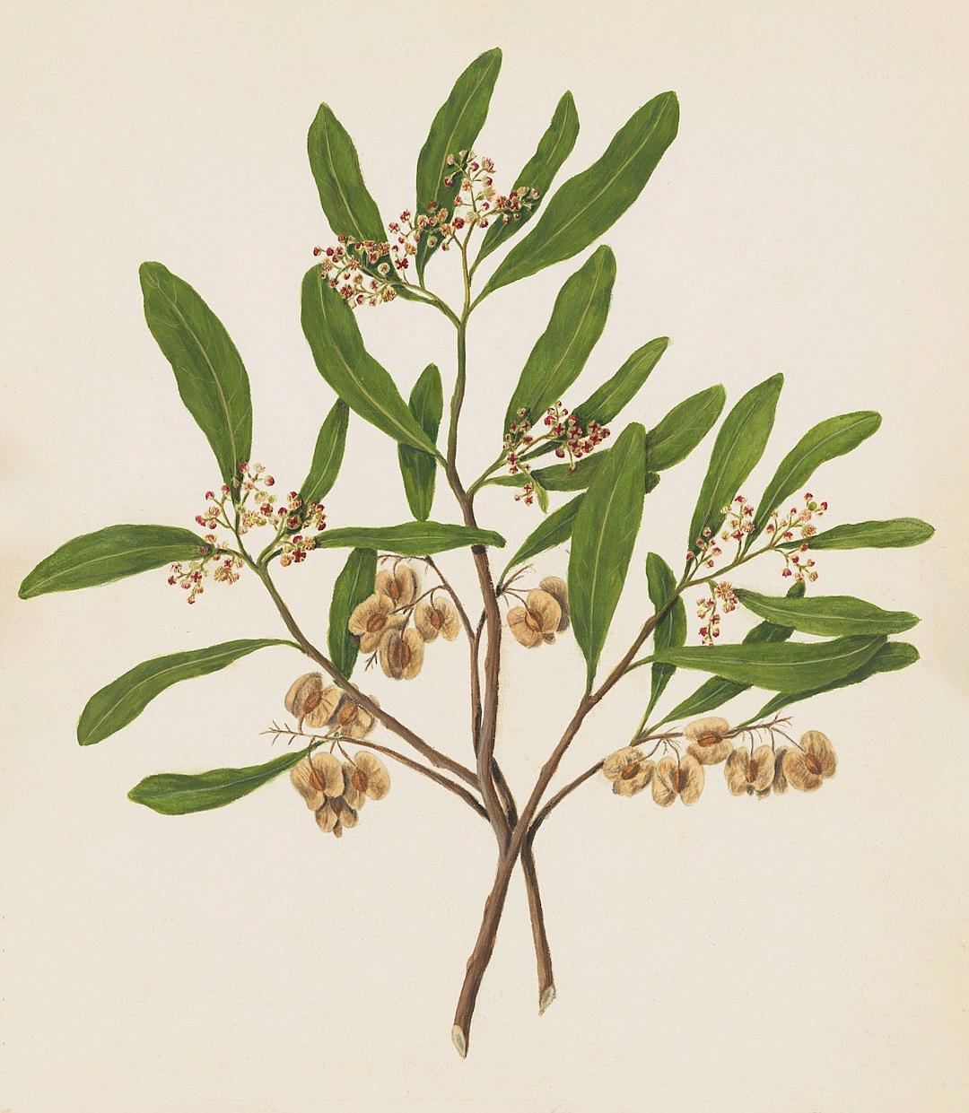 A vintage botanical illustration of the tree calamba with leaves and flowers, also known as sandalwood plant or sandrawaya in its natural state. The picture is set against an off-white background. In one part there’s green foliage on top of small brown seeds that look like chestnuts hanging from it. There are two branches connected to each other at their roots, with some small red buds and white blossoms around them. It has three straight thick trunks with a long round crown shape.