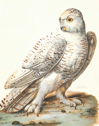 A white owl with grey spots, illustrated in the style of [John James Audubon](https://goo.gl/search?artist%20John%20James%20Audubon).