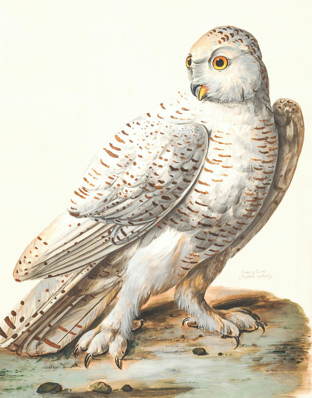 A white owl with grey spots, illustrated in the style of [John James Audubon](https://goo.gl/search?artist%20John%20James%20Audubon).