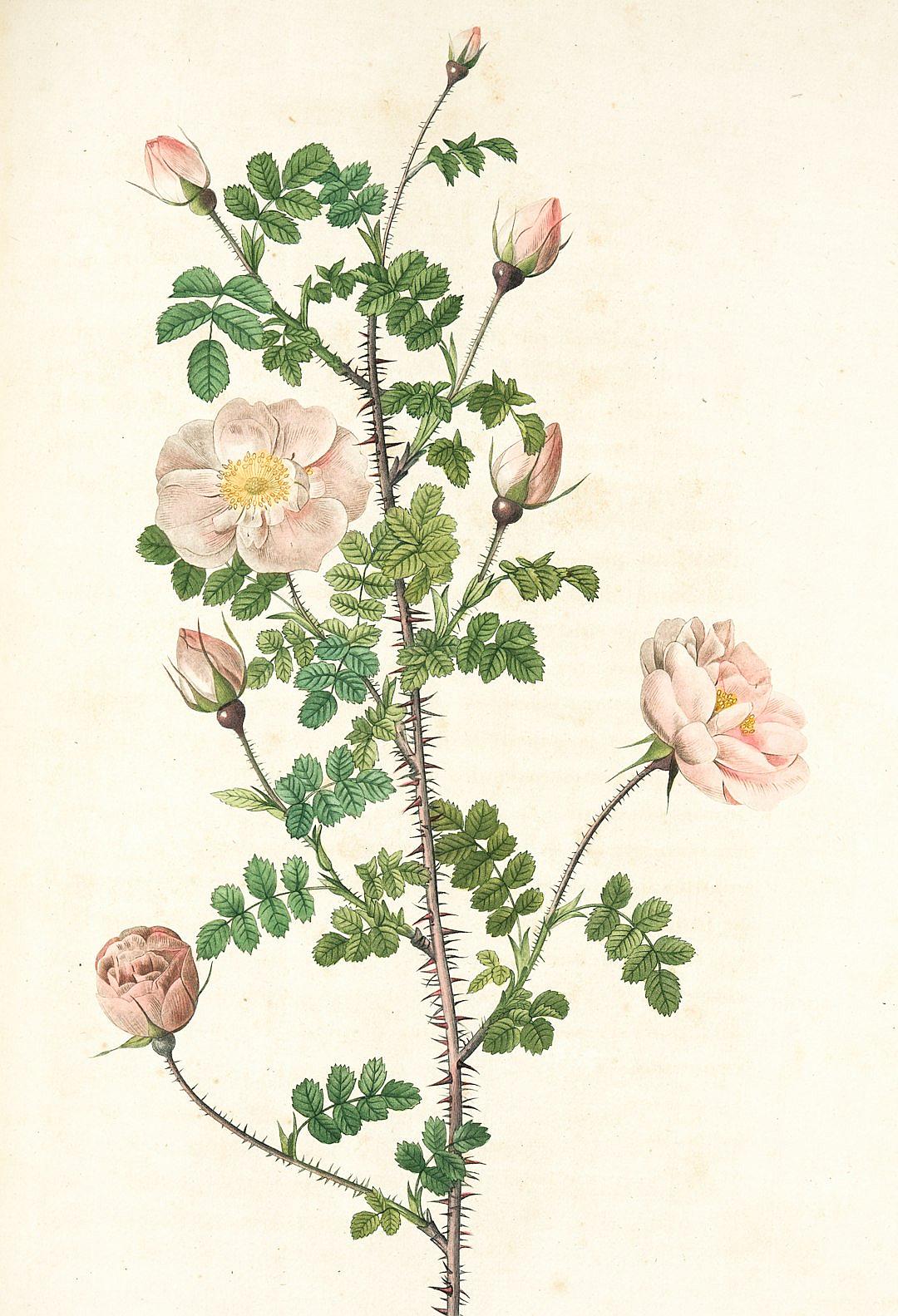 A vintage botanical illustration of the thorny rose, with pink and white flowers and green leaves, in the style of [Pierre Joseph](https://goo.gl/search?artist%20Pierre%20Joseph) Redoute.