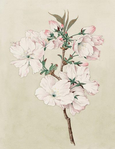 Vintage watercolor cherry blossom, vintage botanical illustration of white and pink blossoms on a single branch with green leaves, detailed flowers, light beige background, antique paper texture, watercolour painting in the style of Pierre-Joseph Redoute and [John James Audubon](https://goo.gl/search?artist%20John%20James%20Audubon).