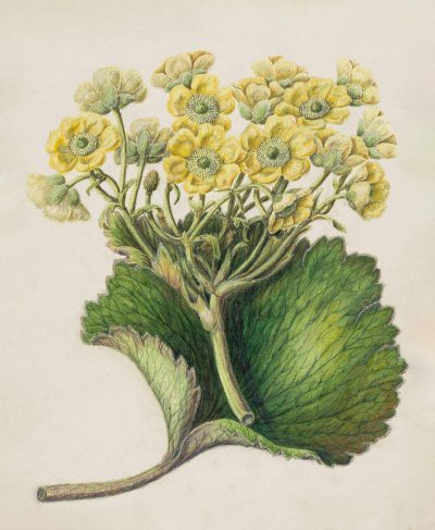 A botanical illustration of the Nannay Dogstaf el alone, with yellow flowers and green leaves, drawn in colored pencil on white paper.