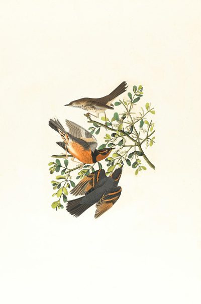 A vintage illustration of three birds on white background, [John James Audubon](https://goo.gl/search?artist%20John%20James%20Audubon) style, simple and minimalistic, white background, simple details, flat color, soft pastel colors, bird's eye view, birds in flight, one blackbird is flying above the other two, small green leaves from which they protrude, one brownish orange chickadee sits at top left of branch, and another gray nightingale with long tail feathers perches atop tree branches to the right side of smaller nightINGE utilizing a detailed vector art,